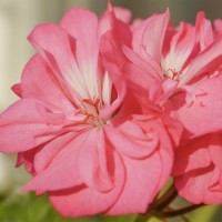 Rose and Geranium Co-distill Essential Oil 