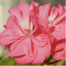 Rose and Geranium Co-distill Essential Oil 