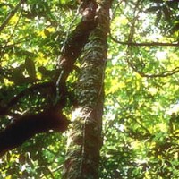 Rosewood Essential Oil - Limited Reserve