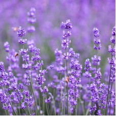 Lavender Essential Oil | Portugal | Calming, Balancing, and Healing