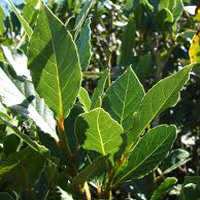 Laurel Leaf Hydrosol | Cleansing and Protective Support
