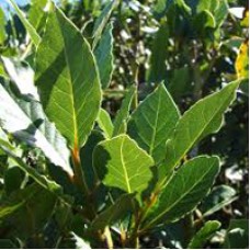 Laurel Leaf Hydrosol | Cleansing and Protective Support