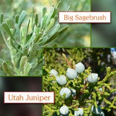 Juniper, Utah /Sage Brush Essential Oil - Sedona Distillation