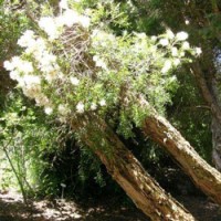 Cajeput Essential Oil