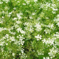 Caraway Seed Essential Oil | Digestive Support & Emotional Grounding | Carum carvi