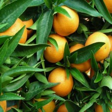 Clementine Petitgrain Essential Oil | Emotional Recovery & Nervous System Support | Corsica Clementine Petitgrain Essential Oil | Emotional Recovery & Nervous System Support | Corsica