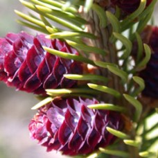 Corkbark (Subalpine) Fir Essential Oil - Limited Reserve