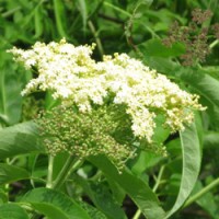 Elderflower Hydrosol | Sacred Renewal from the Faerie Realm