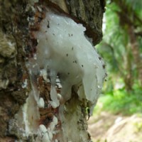 Elemi Essential Oil | Grounding & Uplifting | Respiratory & Skin Support