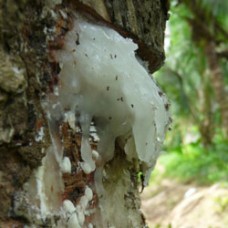 Elemi Essential Oil | Grounding & Uplifting | Respiratory & Skin Support Elemi Essential Oil | Grounding & Uplifting | Respiratory & Skin Support