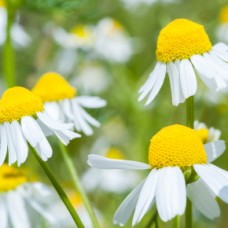 Chamomile, German CO2 Extract Select