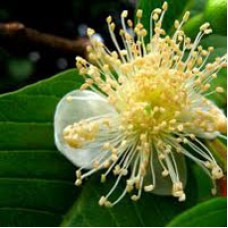 Guava Leaf Essential Oil Guava Leaf Essential Oil