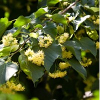 Linden Blossom CO₂ Extract for Calm + Emotional Balance