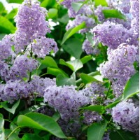 Lilac CO₂ Total Extract | Emotional Release & Skin Nourishment 