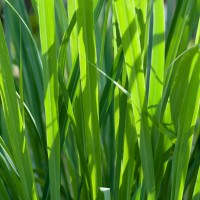 Jamarosa Essential Oil | Emotional Balancing & Skin Clarity