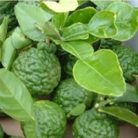 Kaffir Lime Peel Essential Oil | Makrut | Energetic Clarity & Digestive Support 