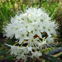 Greenland Moss (Labrador Tea) Ledum Essential Oil