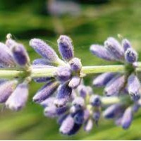 Lavender Essential Oil - Kashmir