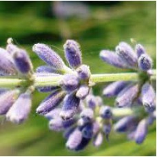 Lavender Essential Oil - Kashmir