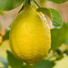 Lemon, Steam Distilled Essential Oil 