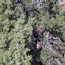 Pinon/Juniper Essential Oil Co-distill