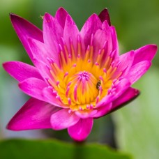 Pink Lotus Absolute