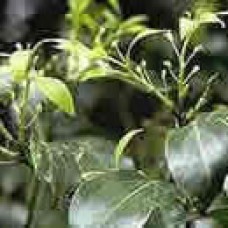 Ravensara Essential Oil