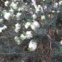 Rosalina Essential Oil - WIld Harvested