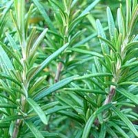 Rosemary Cineole Essential Oil Rosemary Cineole Essential Oil