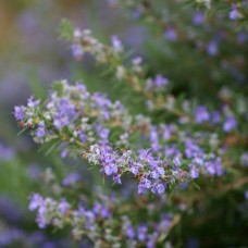Rosemary ct. Camphor Essential Oil | Clear Mind & Respiratory Support 
