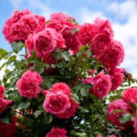Rose Otto Essential Oil - Bulgaria