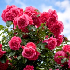 Rose Otto Essential Oil - Bulgaria