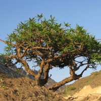 Frankincense sacra Essential Oil - "Sacred" frankincense Frankincense sacra Essential Oil - "Sacred" frankincense