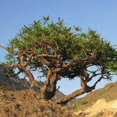 Frankincense sacra Essential Oil - "Sacred" frankincense
