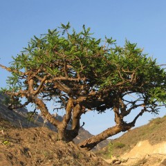 Frankincense sacra Essential Oil - "Sacred" frankincense