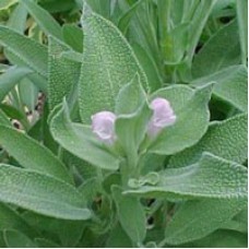 Sage,True Essential Oil