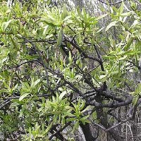 Sandalwood Essential Oil - Australia Sandalwood Essential Oil - Australia