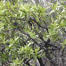 Sandalwood Essential Oil - Australia