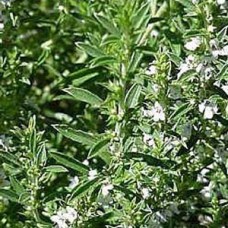 Savory, Wild Essential Oil