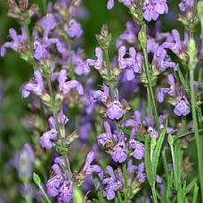 Spanish Sage Essential Oil