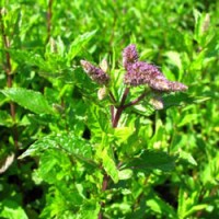 Spearmint Essential Oil
