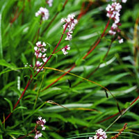 Spikenard Essential Oil - Rare