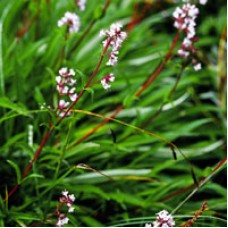 Spikenard Essential Oil - Rare