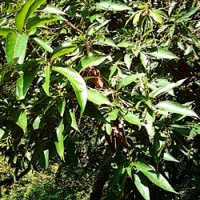 Sugandha Kokila Essential Oil