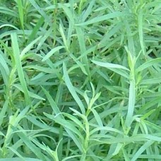 Tarragon Essential Oil | Digestive + Energetic Clarity Tarragon Essential Oil | Digestive + Energetic Clarity