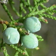 Cedarwood, Texas Essential Oil