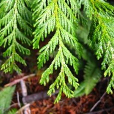 Thuja (White Cedar) Essential Oil Thuja (White Cedar) Essential Oil