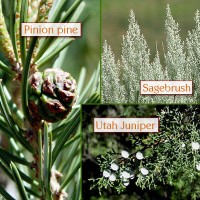 Trinity Essential Oil - Limited Reserve