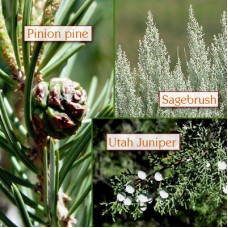 Trinity Essential Oil - Limited Reserve