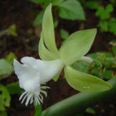 Vanilla Infused Organic Jojoba Oil | Moisturizing and Calming